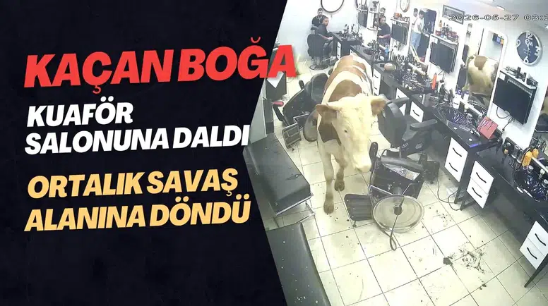 Kaçan Boğa Kuaför Salonuna Daldı